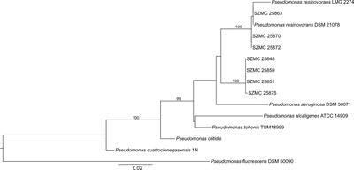 Characterization of the antagonistic potential of the glyphosate-tolerant Pseudomonas resinovorans SZMC 25872 strain against the plant pathogenic bacterium Agrobacterium tumefaciens